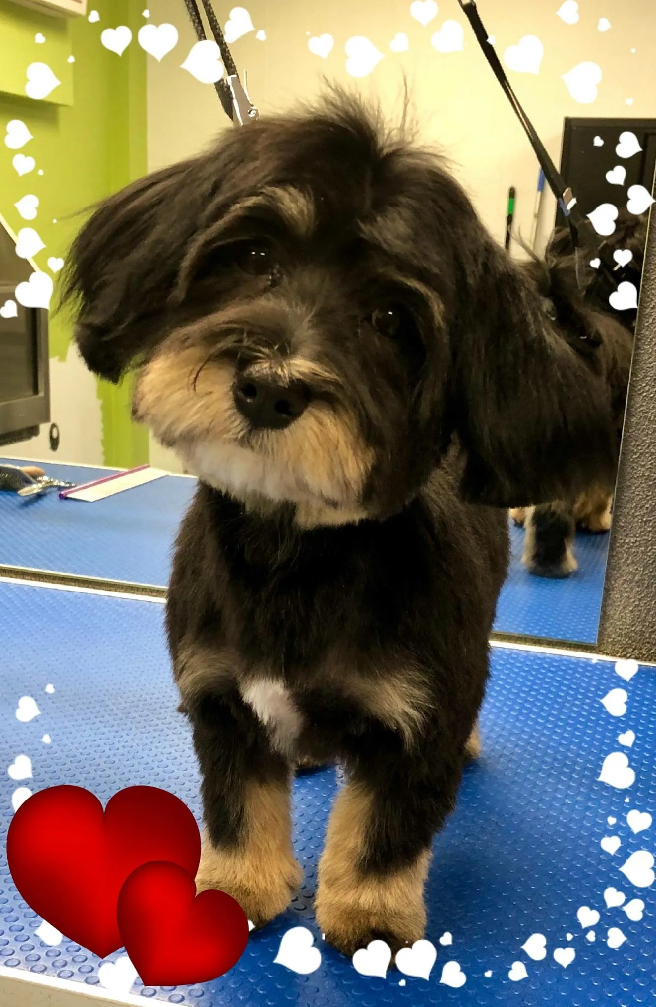 Freshly groomed black-and-tan dog standing on the blue grooming table — a clean, confident result after a full groom at Dogs of the North