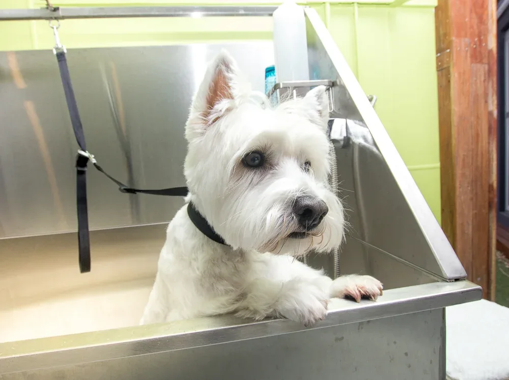 Gracie the Westie with front paws over the edge of the stainless lift bath, green wall behind