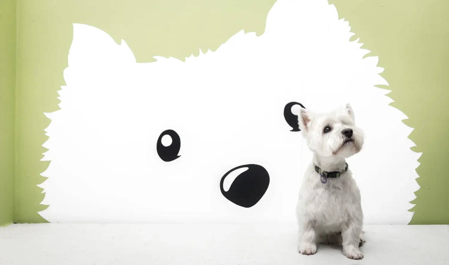 Gracie the resident Westie seated beside the giant Westie-face silhouette mural on the salon's signature lime-green wall