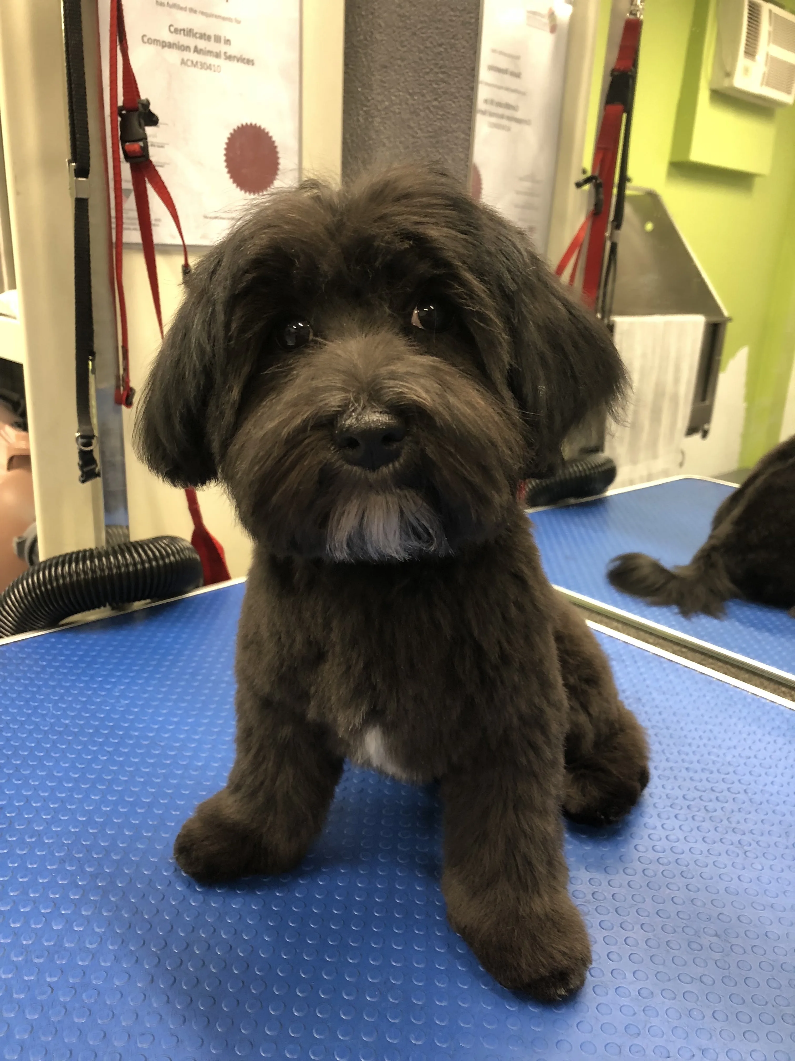 Freshly groomed charcoal doodle, front-on portrait on the blue grooming table — Certificate III on wall behind